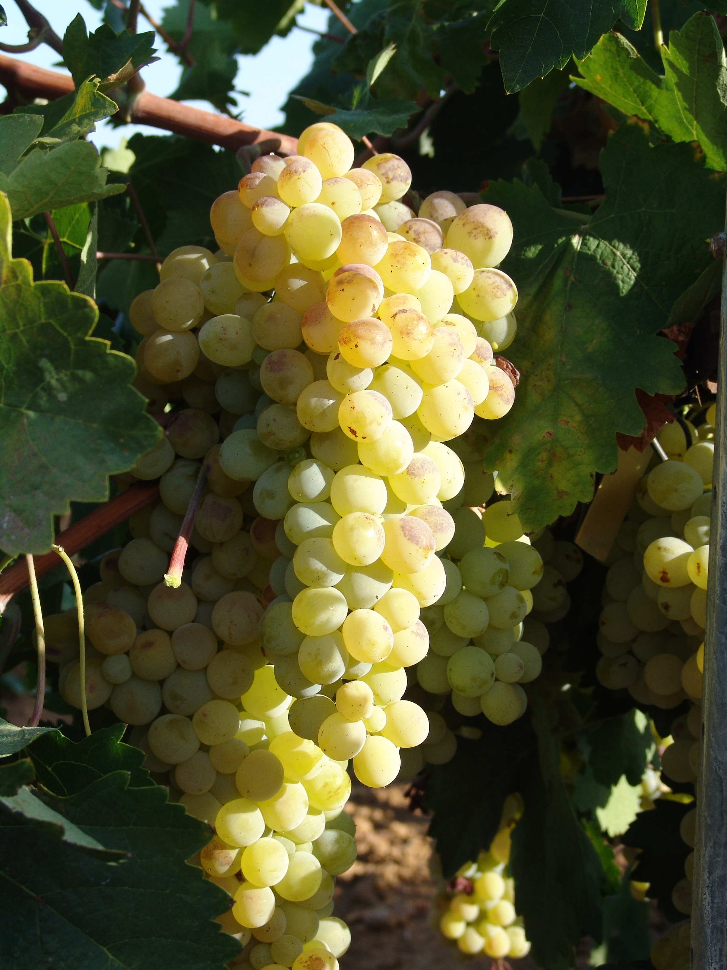 Foto uvas blancas