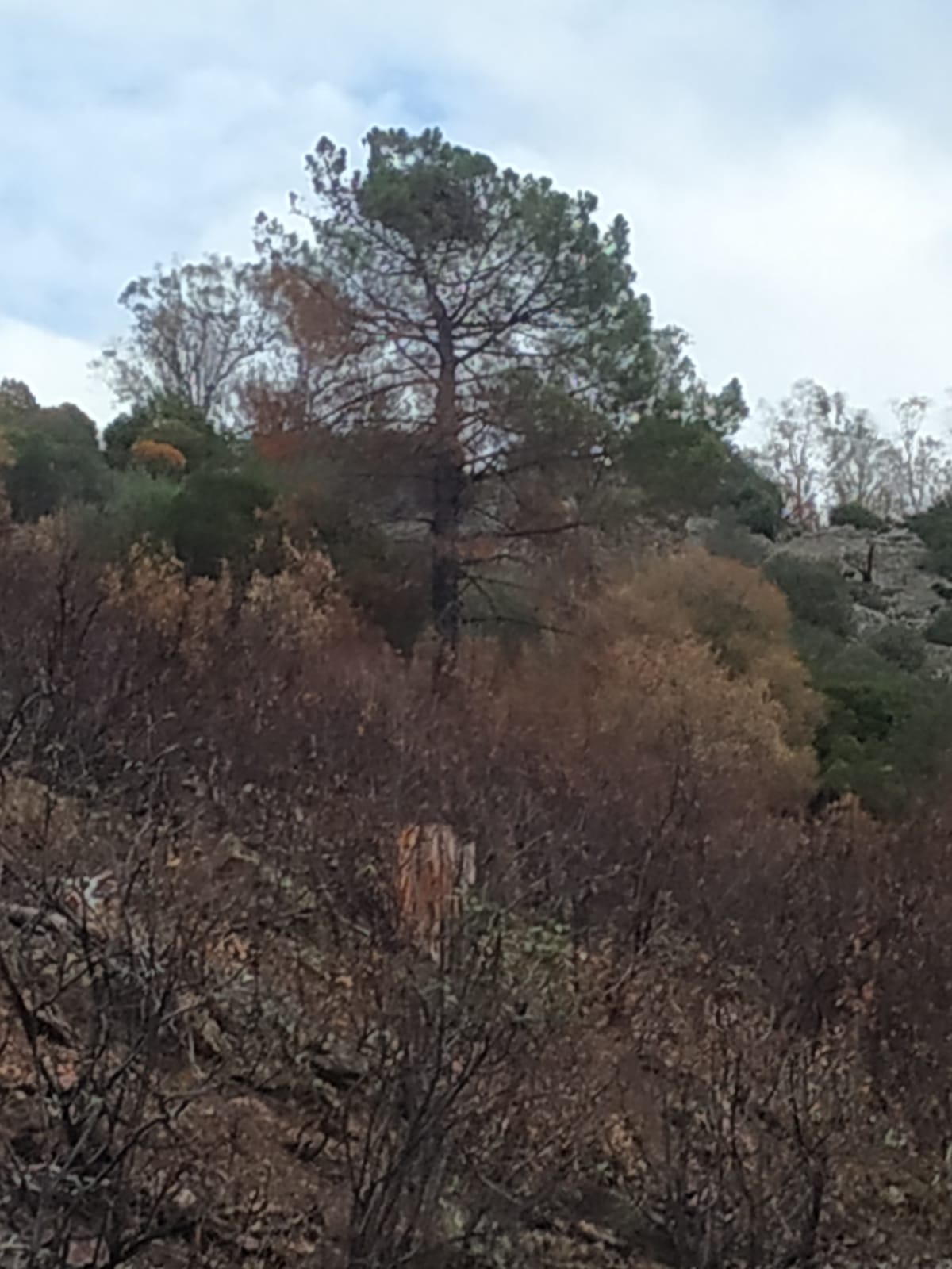 nido de buitre negro que ha vuelto a Monfragüe tras el incendio