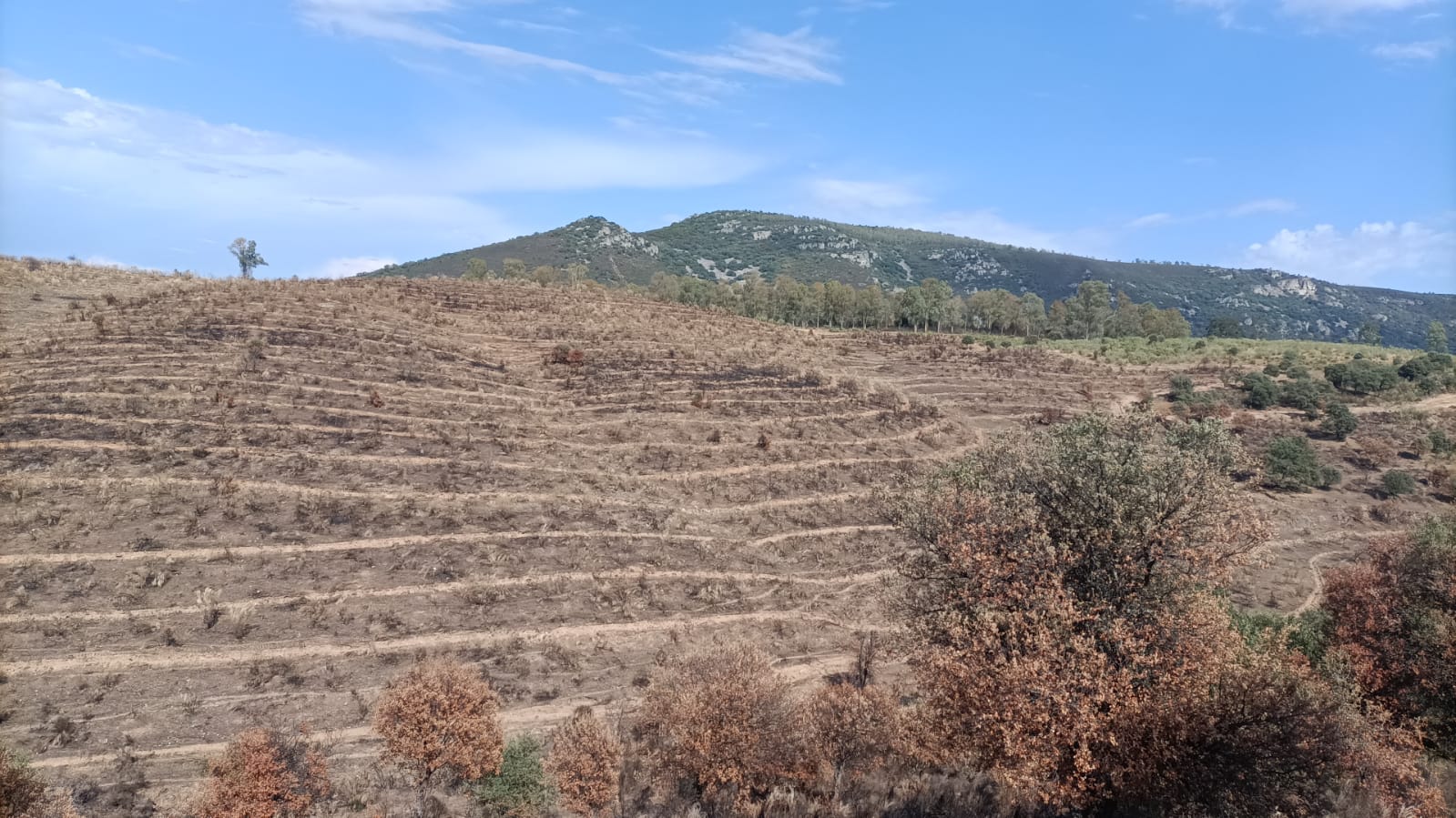 Restauración Forestal Sierra de Miravete Foto 2