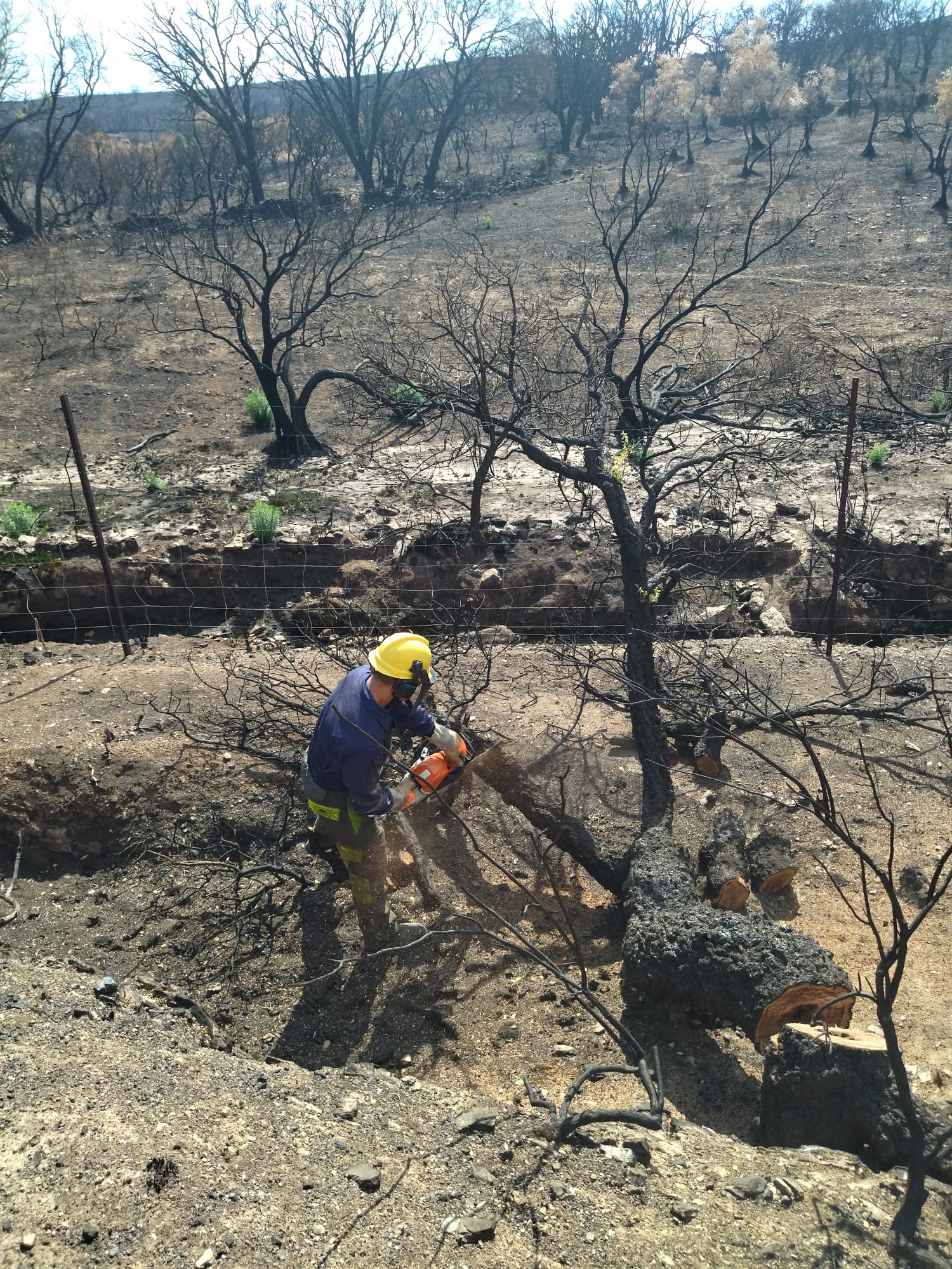 Restauración Forestal Sierra de Miravete Foto 3