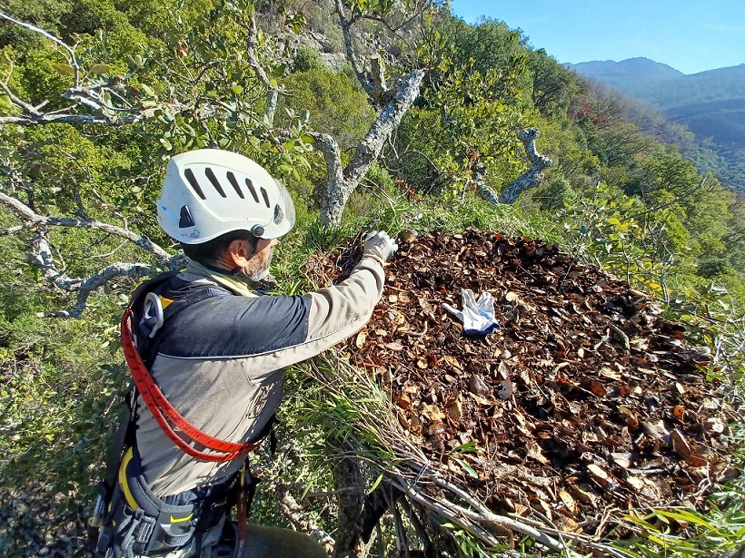 Nido Águila Montemolín Imagen 3