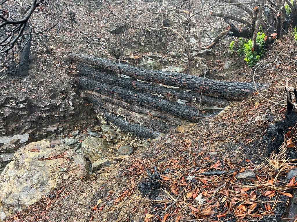 Plantación forestal Miravete