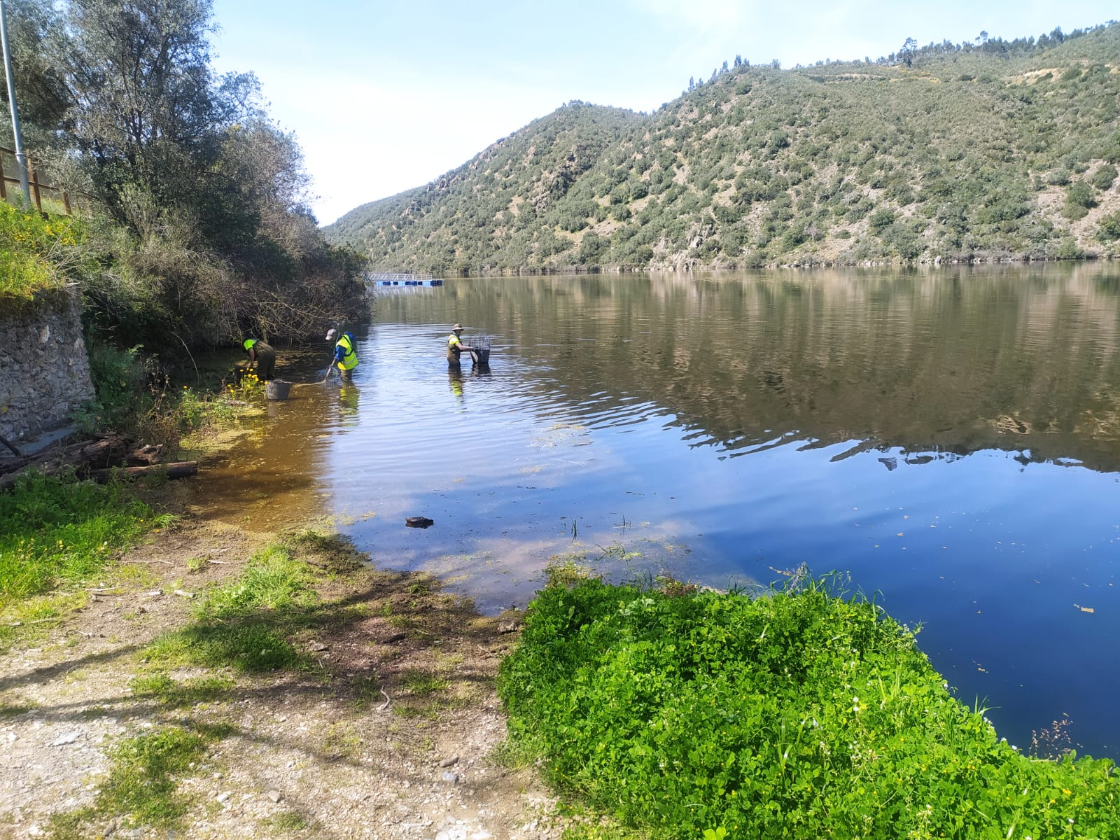 Trabajos recoger azolla