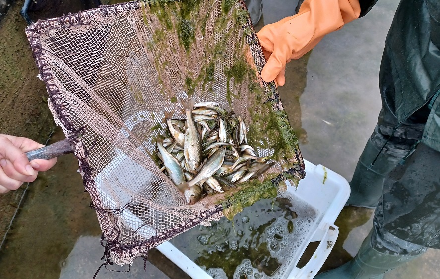 Imagen de peces calandinos