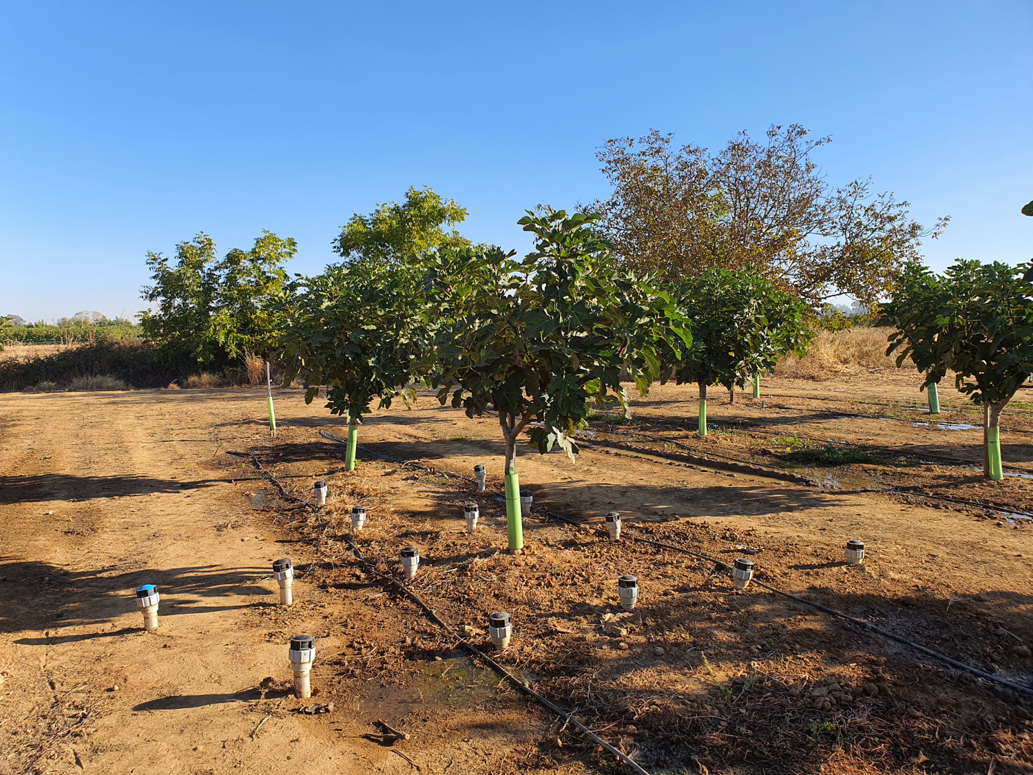 Imagen de una plantación de higuera con sonda e humedad