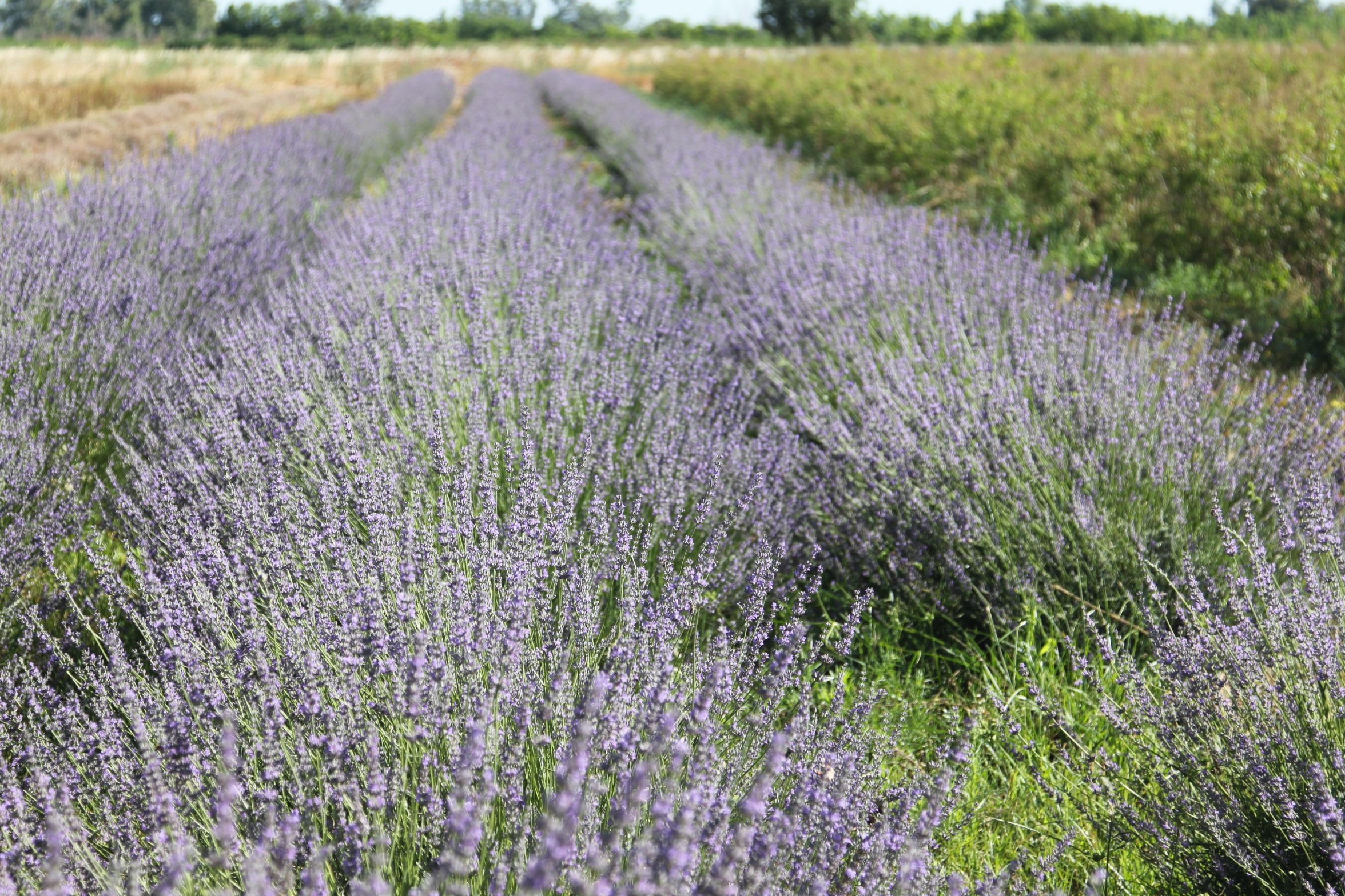 Imagen de cultivo ecológico de lavanda