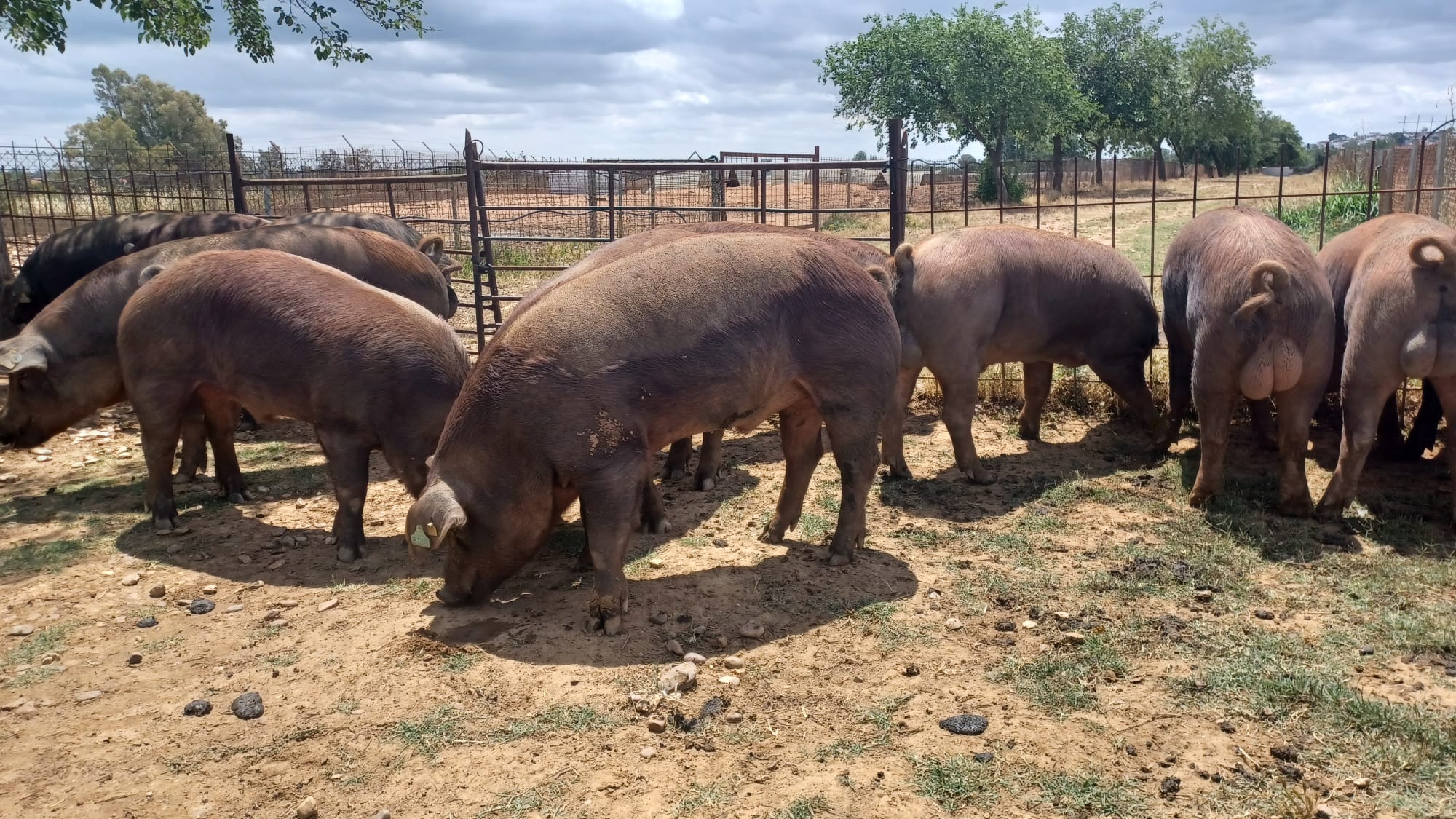 Imagen del artículo El CENSYRA subastará en noviembre 22 machos de ganado porcino raza Duroc