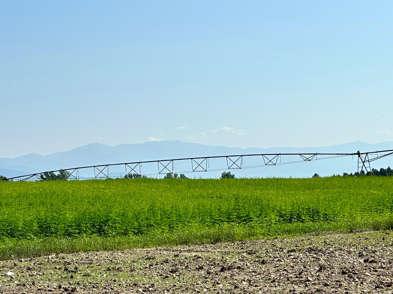 Imagen del artículo Agricultura publica la norma técnica específica de producción integrada del cultivo del cáñamo industrial en Extremadura