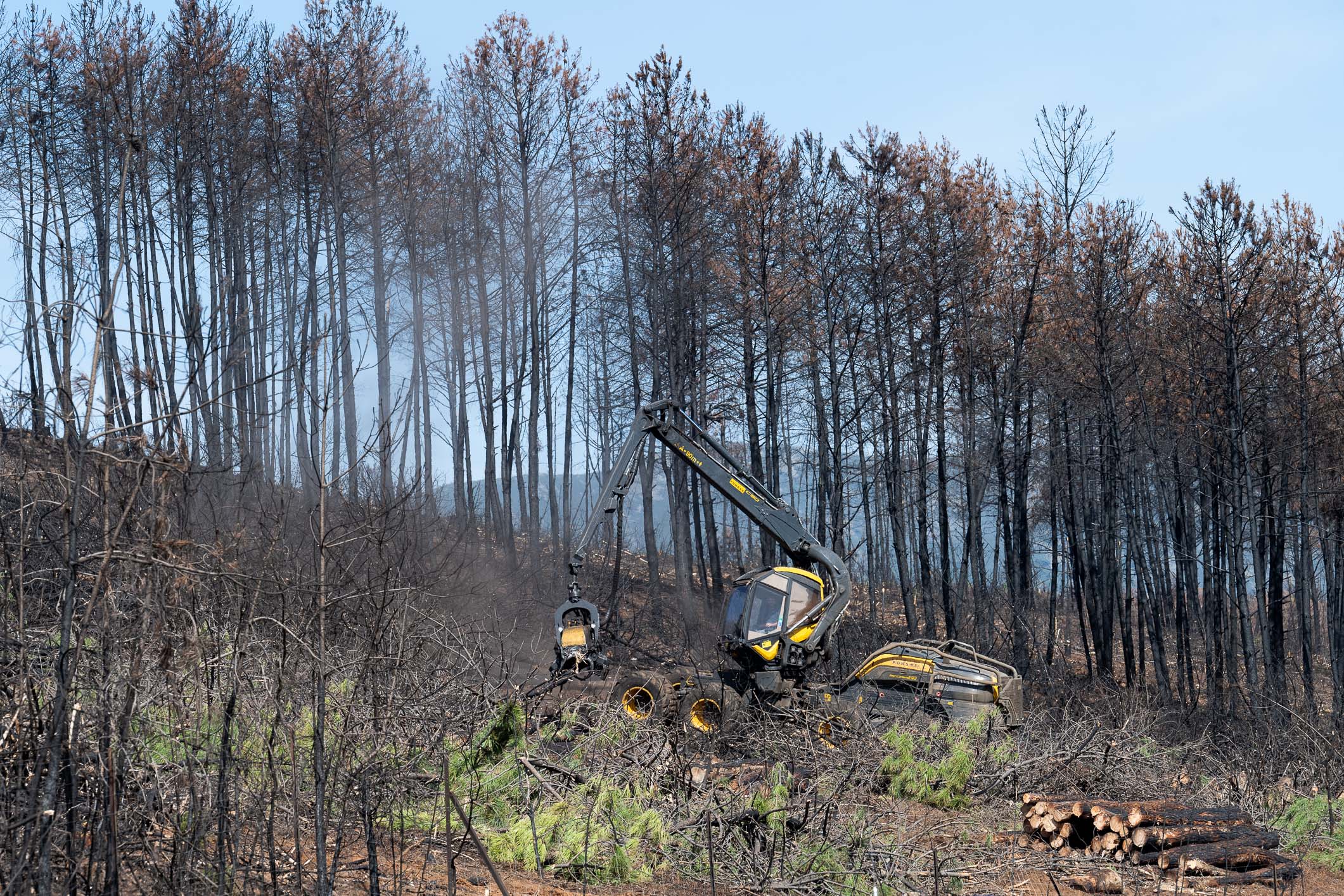 Image 2 of article La presidenta visita junto a la consejera de Gestión Forestal los trabajos de recuperación de Las Hurdes y Gata tras los incendios