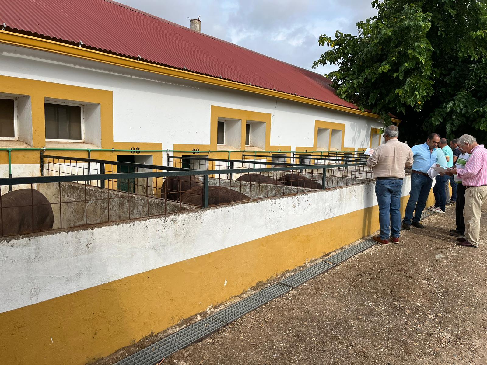 Image 0 of article El CENSYRA organiza una nueva subasta de ganado porcino raza Duroc el próximo 20 de febrero