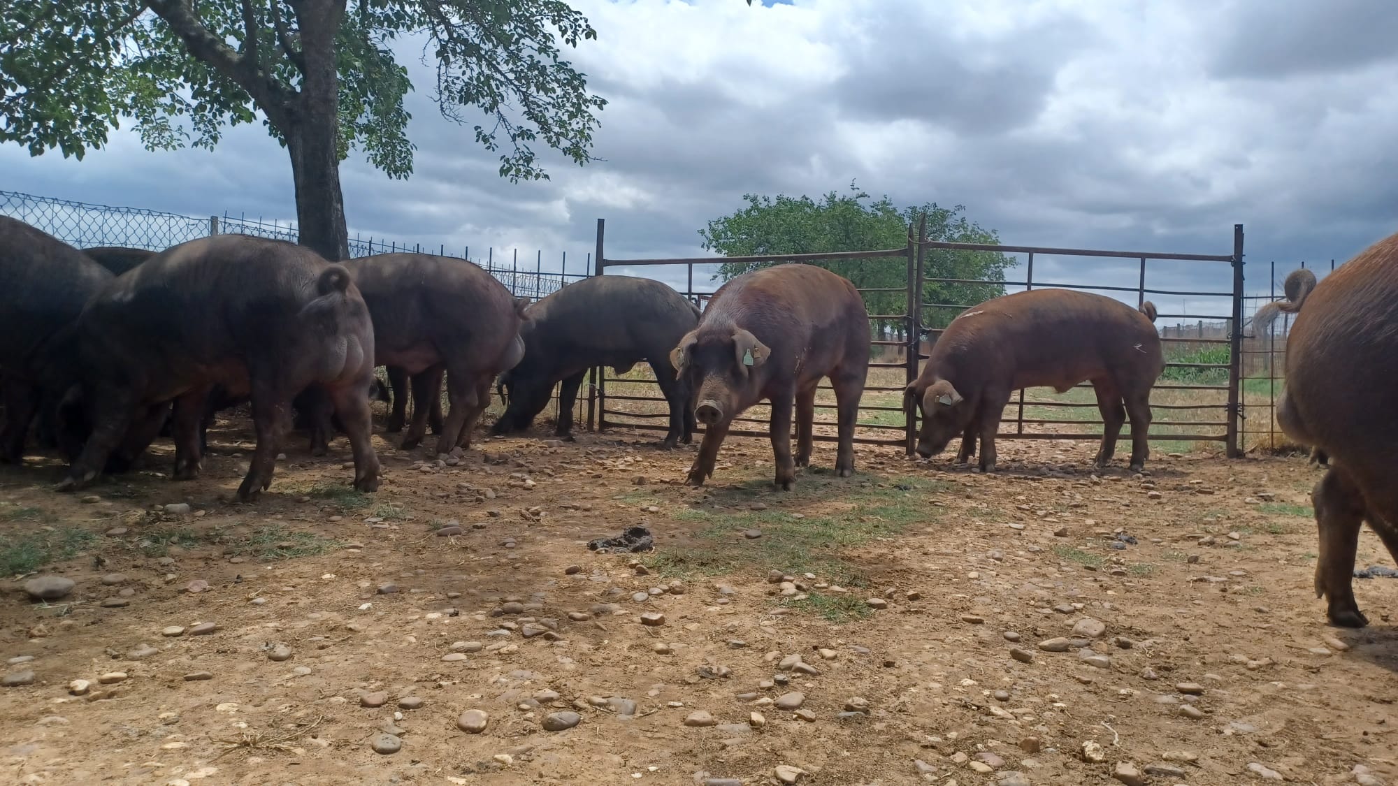 Image 1 of article El CENSYRA organiza una nueva subasta de ganado porcino raza Duroc el próximo 20 de febrero