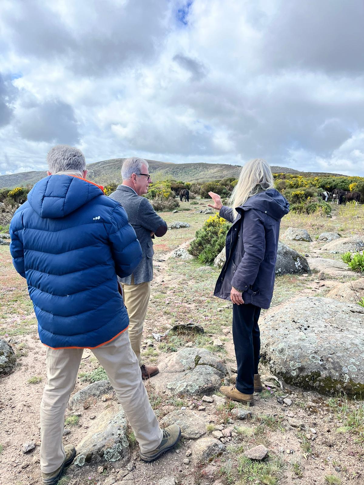 Foto de La Junta respalda el proyecto Pottokas creado en Piornal, donde se asienta la única reserva de estos caballos salvajes que hay en Europa