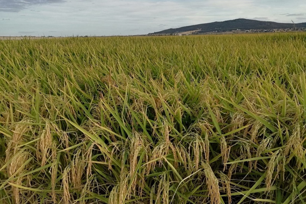 Imagen del artículo La Junta de Extremadura aprueba la campaña oficial de tratamiento fitosanitario contra la pudenta del arroz para la campaña 2024