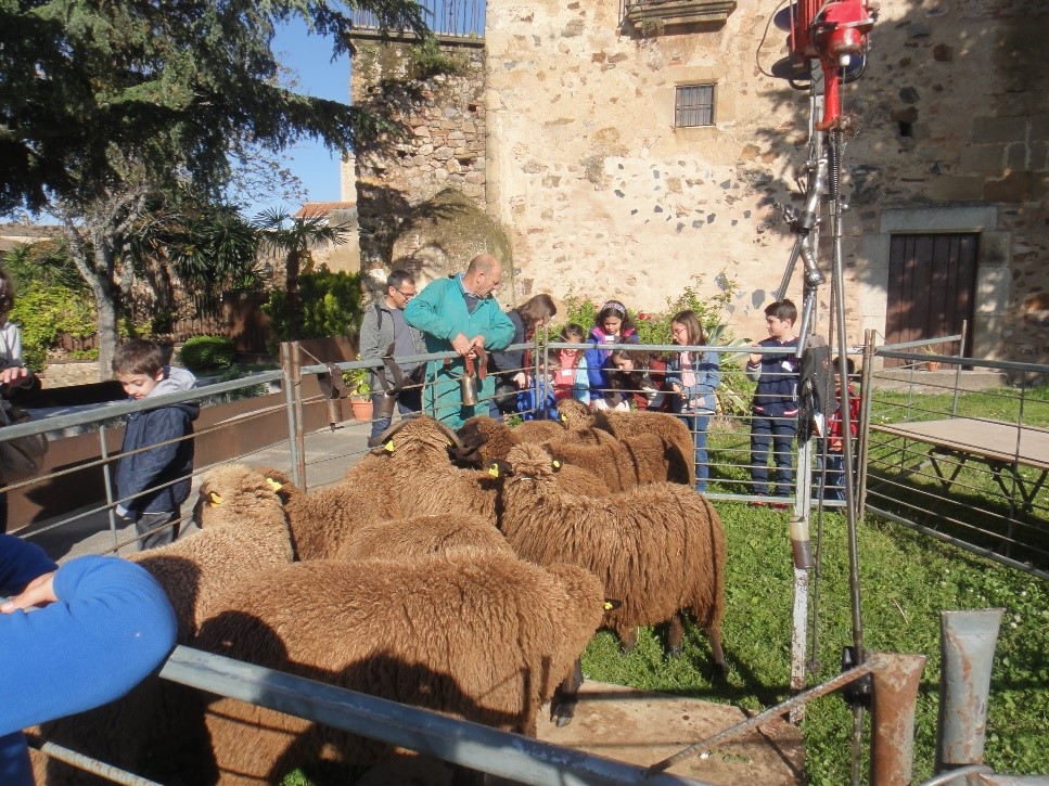 Ovejas para esquilar