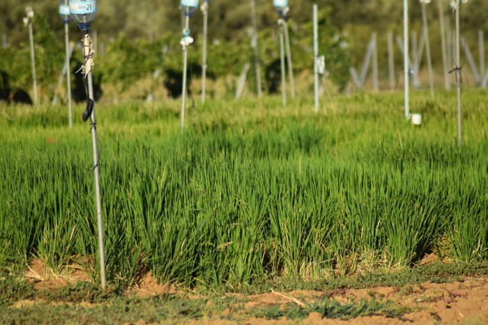 Image 2 of article CICYTEX organiza una jornada sobre trabajos de investigación para un uso eficiente del agua en regadíos de arroz y frutales
