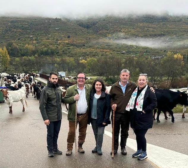 Imagen del artículo 500 cabezas de vacuno recorren en ruta trashumante el Valle del Jerte