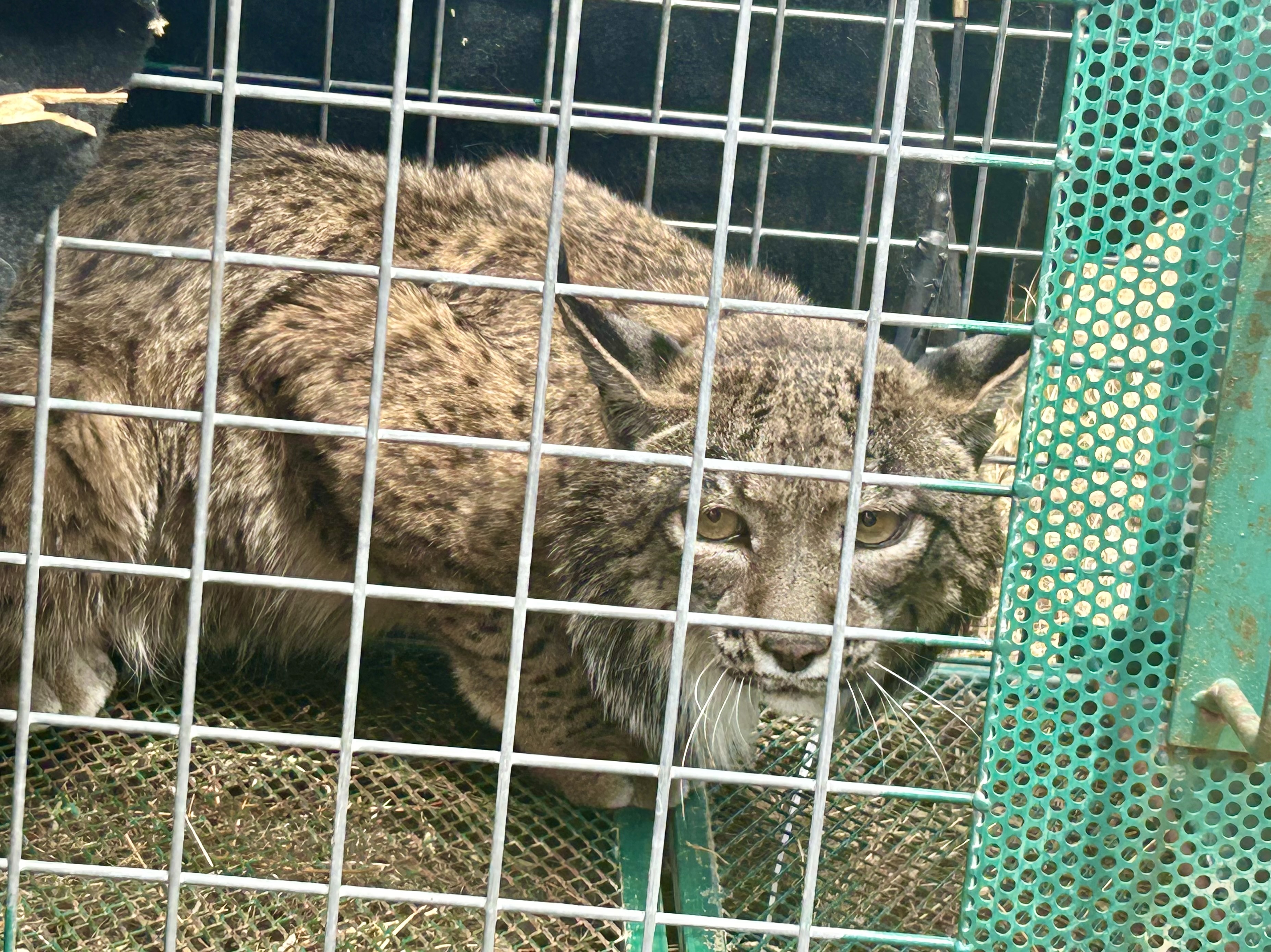Imagen del artículo Mercedes Morán participa en el experimento único en Europa de suelta de una lince y su cría para estudiar su comportamiento y desarrollo