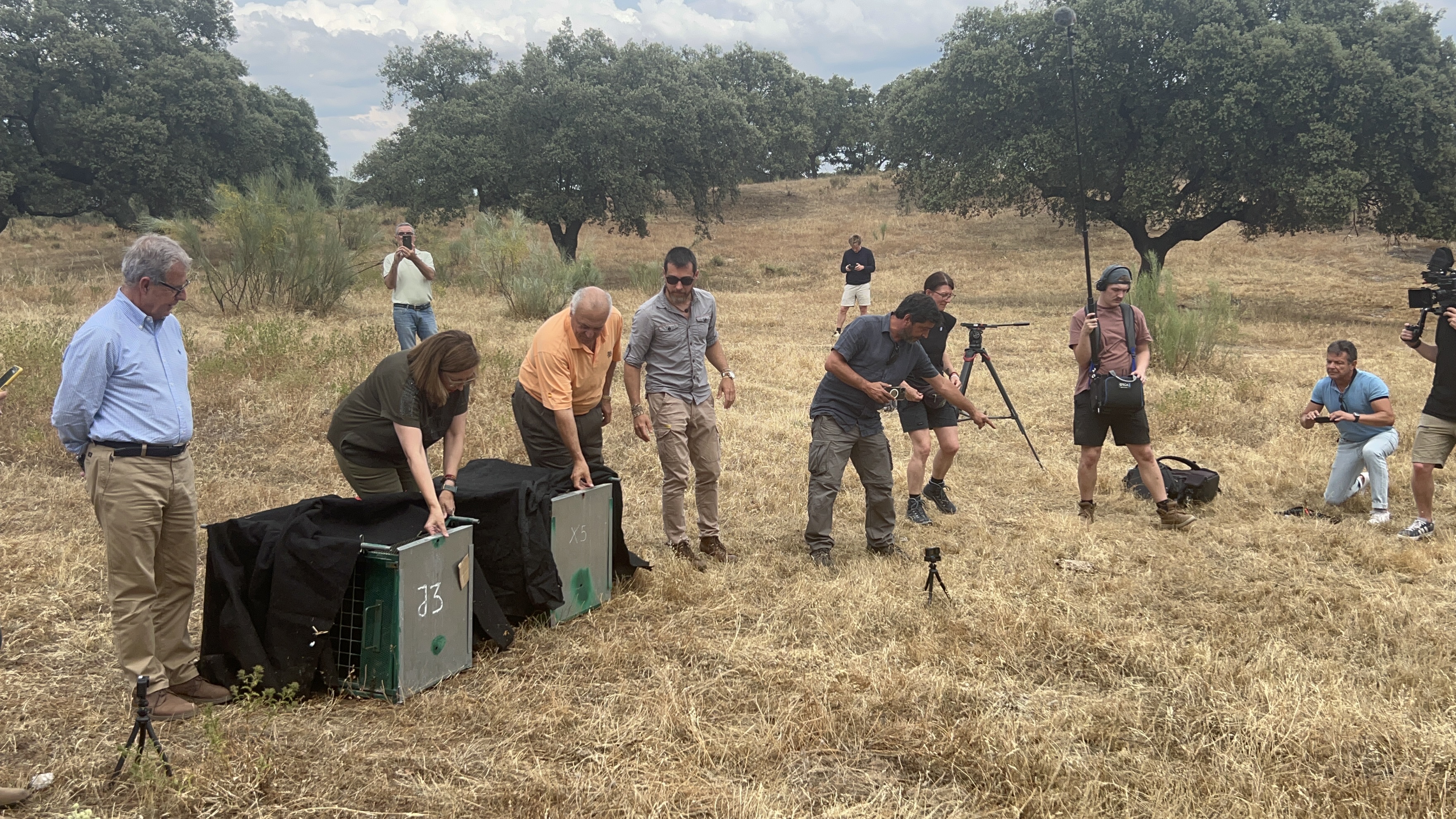 Image 1 of article Mercedes Morán participa en el experimento único en Europa de suelta de una lince y su cría para estudiar su comportamiento y desarrollo