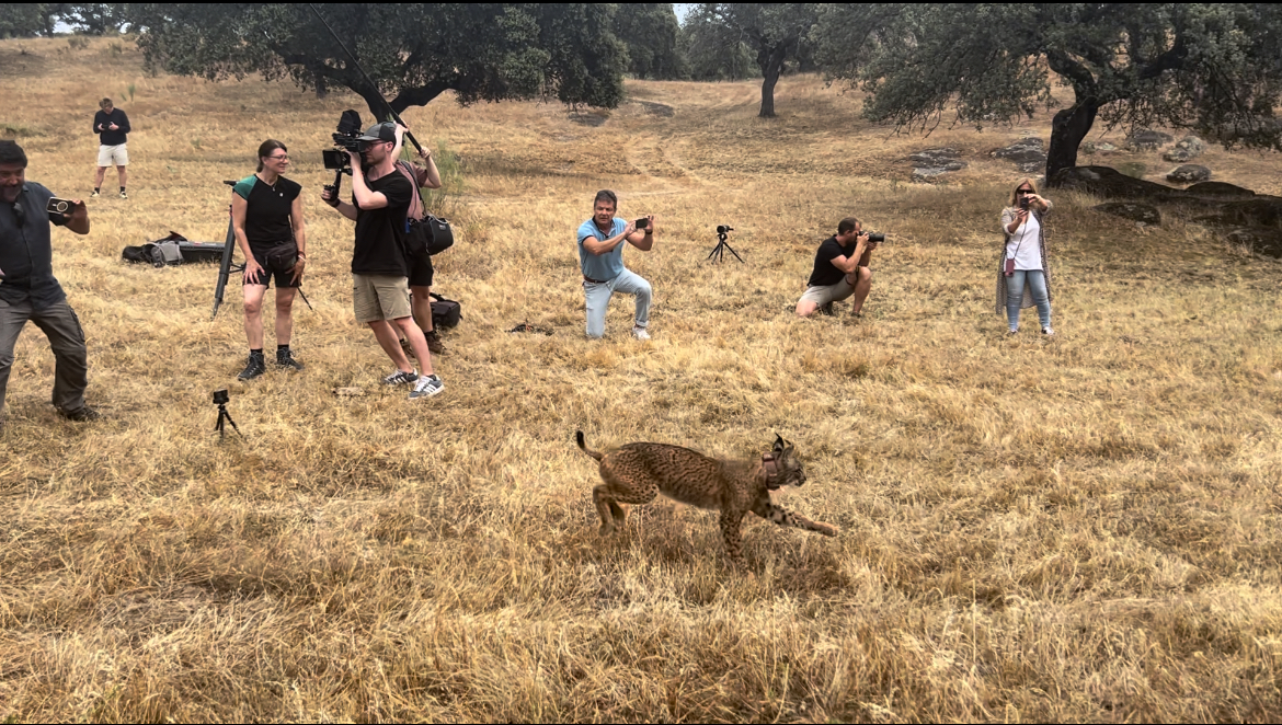 Image 4 of article Mercedes Morán participa en el experimento único en Europa de suelta de una lince y su cría para estudiar su comportamiento y desarrollo