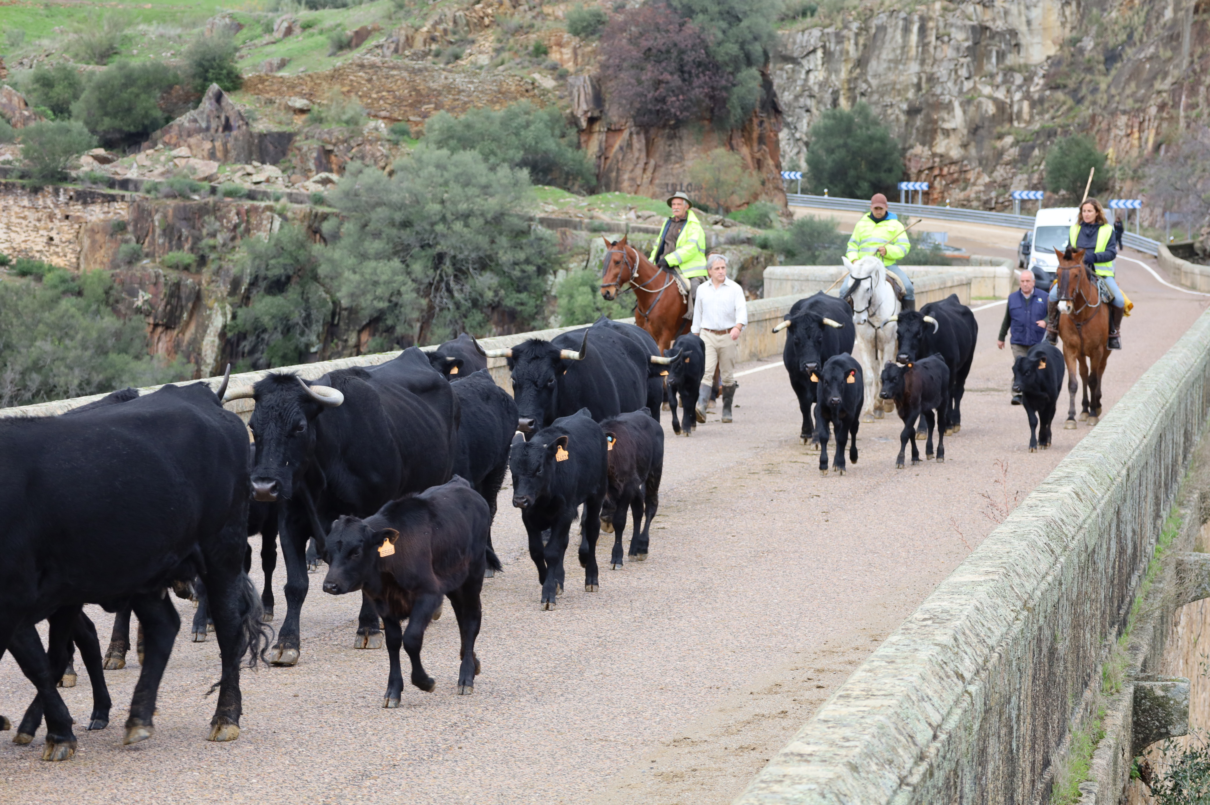 Image 0 of article El consejero de Gestión Forestal y Mundo Rural acompaña el rebaño trashumante de vacas avileñas negras por la provincia de Cáceres