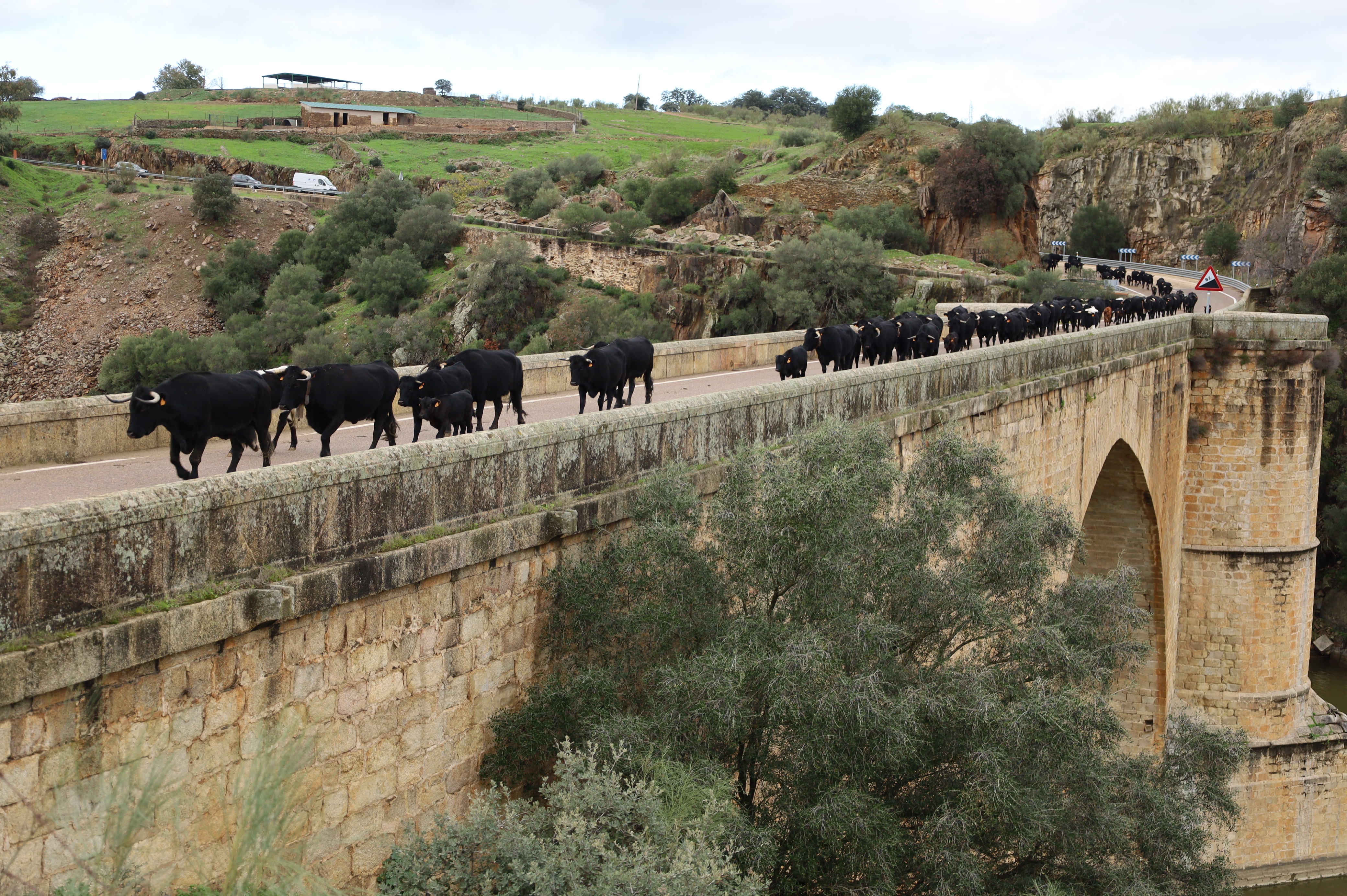Image 1 of article El consejero de Gestión Forestal y Mundo Rural acompaña el rebaño trashumante de vacas avileñas negras por la provincia de Cáceres