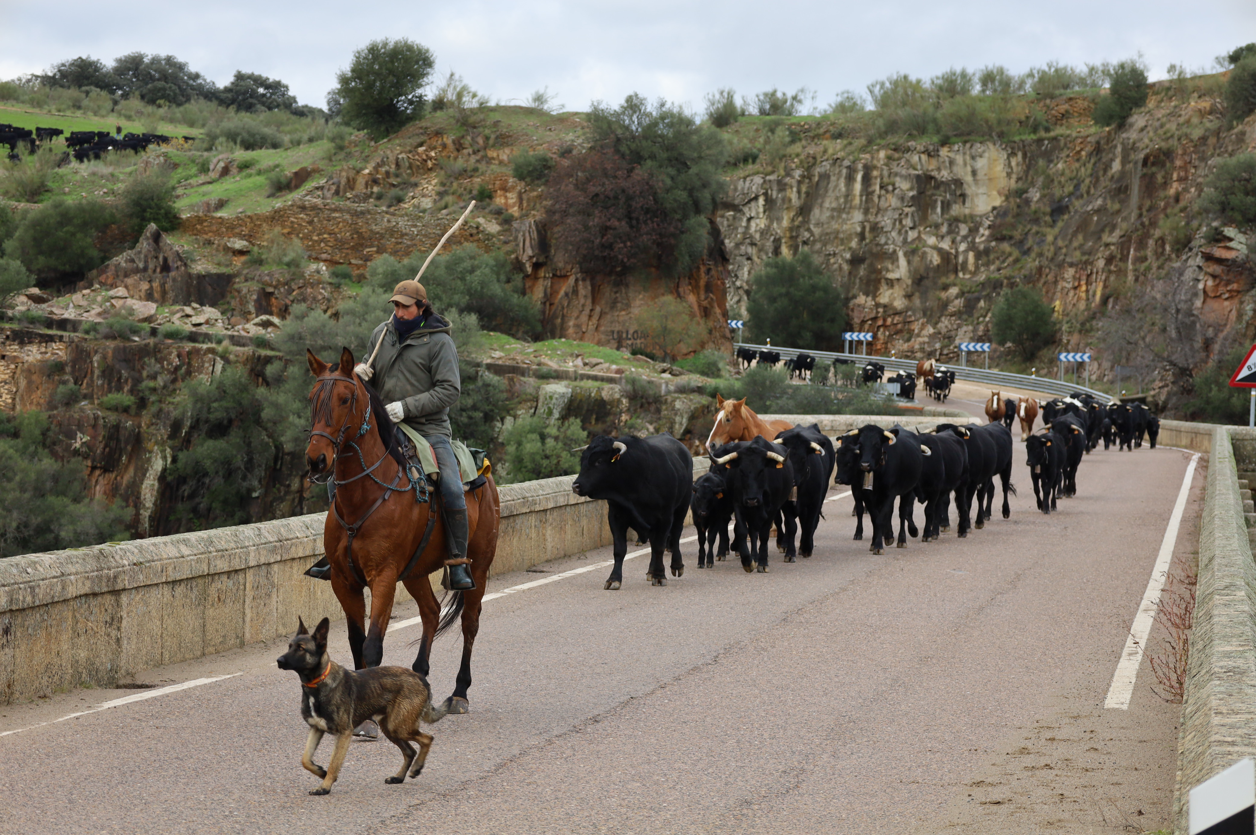 Image 2 of article El consejero de Gestión Forestal y Mundo Rural acompaña el rebaño trashumante de vacas avileñas negras por la provincia de Cáceres