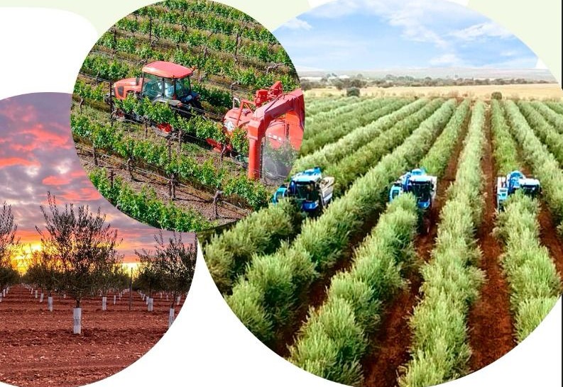 Image 1 of article Cicytex aborda en una jornada formativa los retos del olivar y el viñedo en Tierra de Barros
