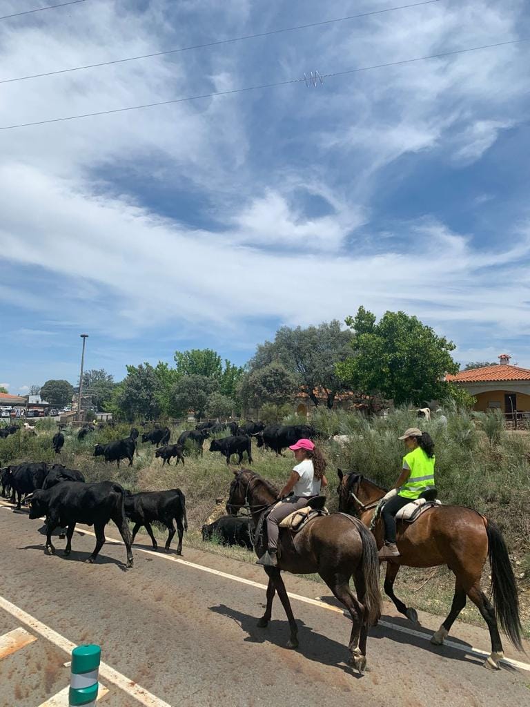 Image 1 of article El Centro de Formación del Medio Rural de Moraleja oferta un nuevo módulo de auxiliar de reses de lidia, aumentando las prácticas para potenciar la empleabilidad