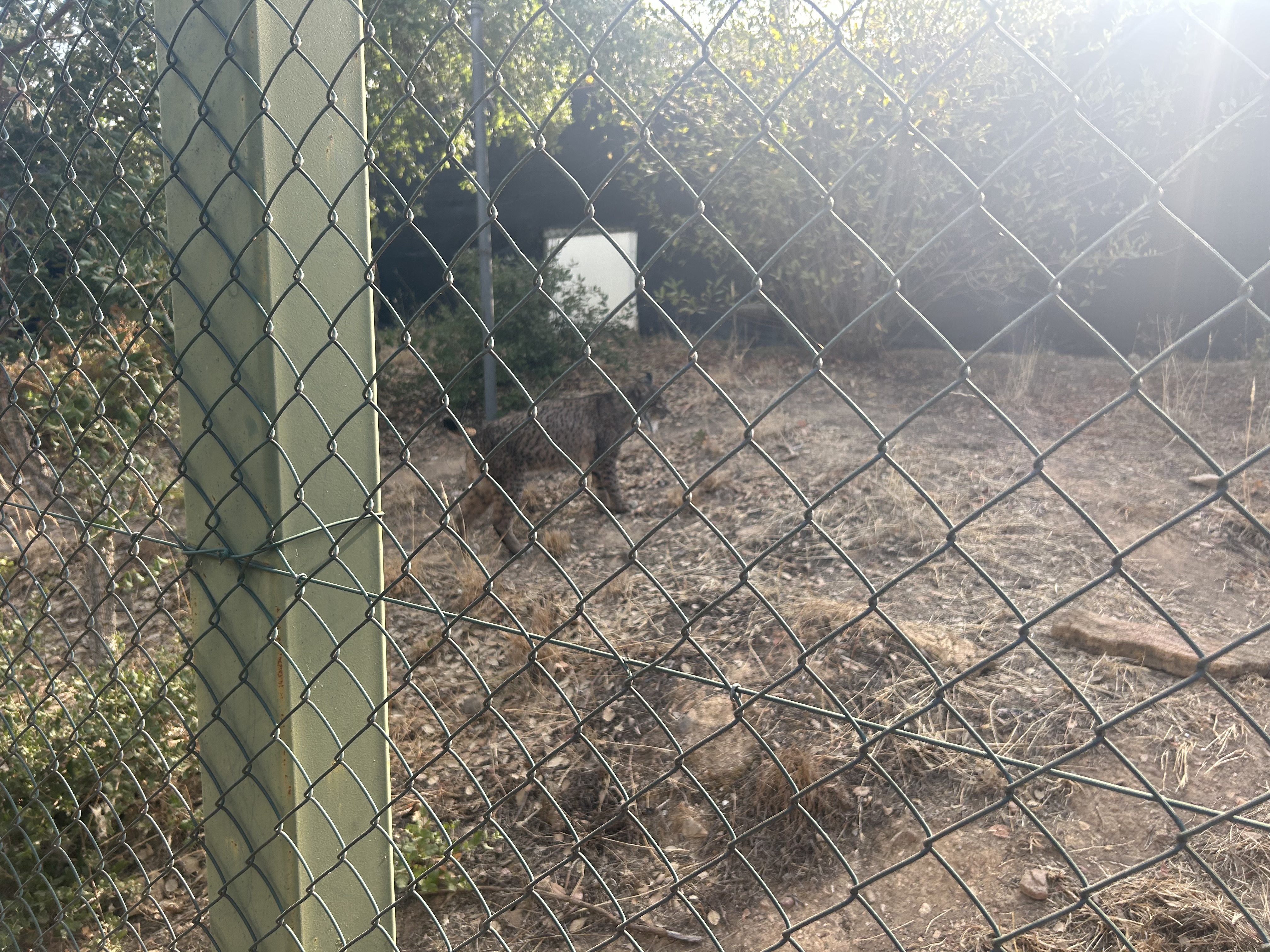 Image 5 of article La Junta invierte un millón de euros en una reforma integral del Centro de Recuperación de Fauna 'Los Hornos' de Sierra de Fuentes