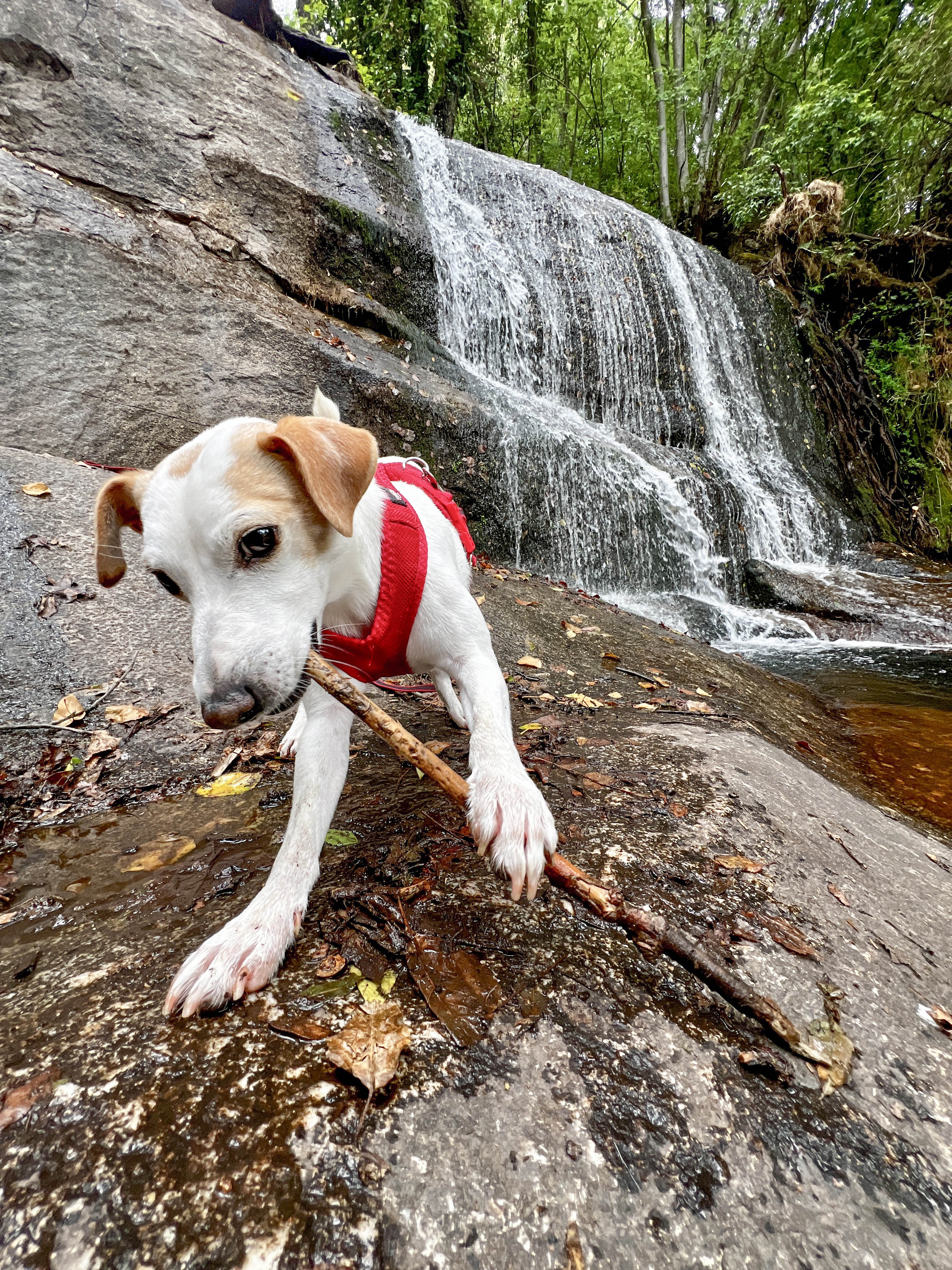 Imagen del artículo Extremadura colabora con Pipper, el perro turista influencer, para promocionar la región como destino amigable para mascotas