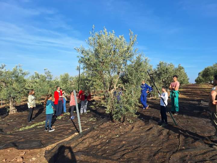 Imagen del artículo Más de 200 escolares participan en el taller intergeneracional de recogida y aderezo de aceituna celebrado en el CFMR de Villafranca de los Barros