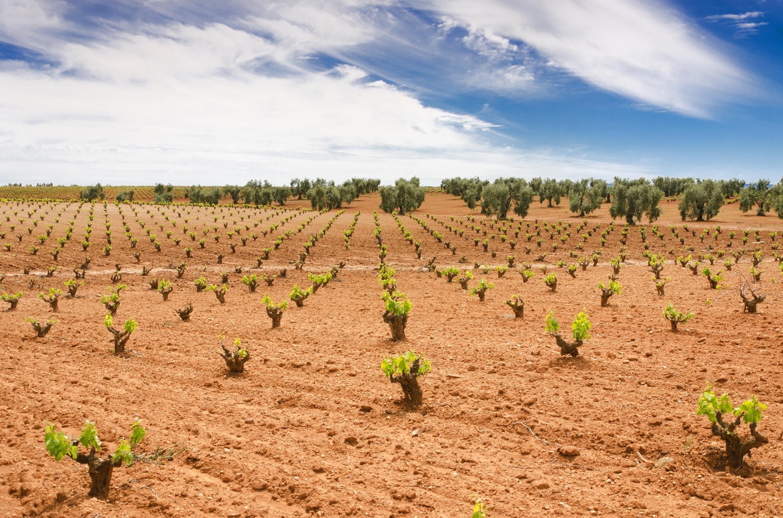 Imagen del artículo El DOE publica hoy la convocatoria de ayudas a préstamos para olivar y viña de secano afectados por la sequía