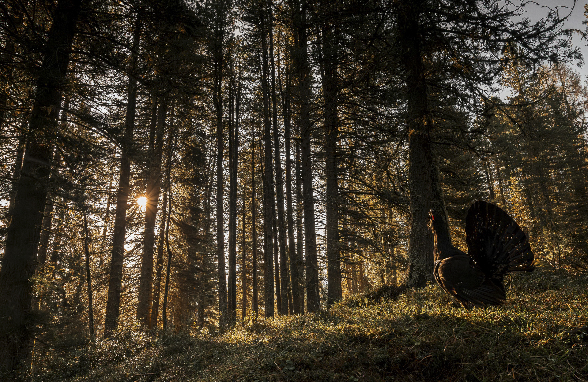 Sun Kissed - Moreno Pellegrin - Ganador C2