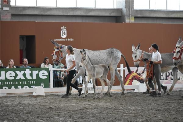 Image 2 of article El CENSYRA recibe un reconocimiento por su trabajo en el sector equino durante la celebración de la Feria del Toro y del Caballo 2025