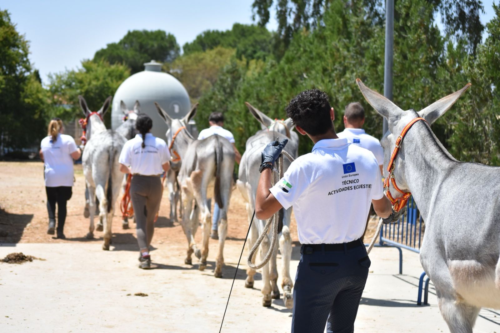 Image 3 of article El CENSYRA recibe un reconocimiento por su trabajo en el sector equino durante la celebración de la Feria del Toro y del Caballo 2025