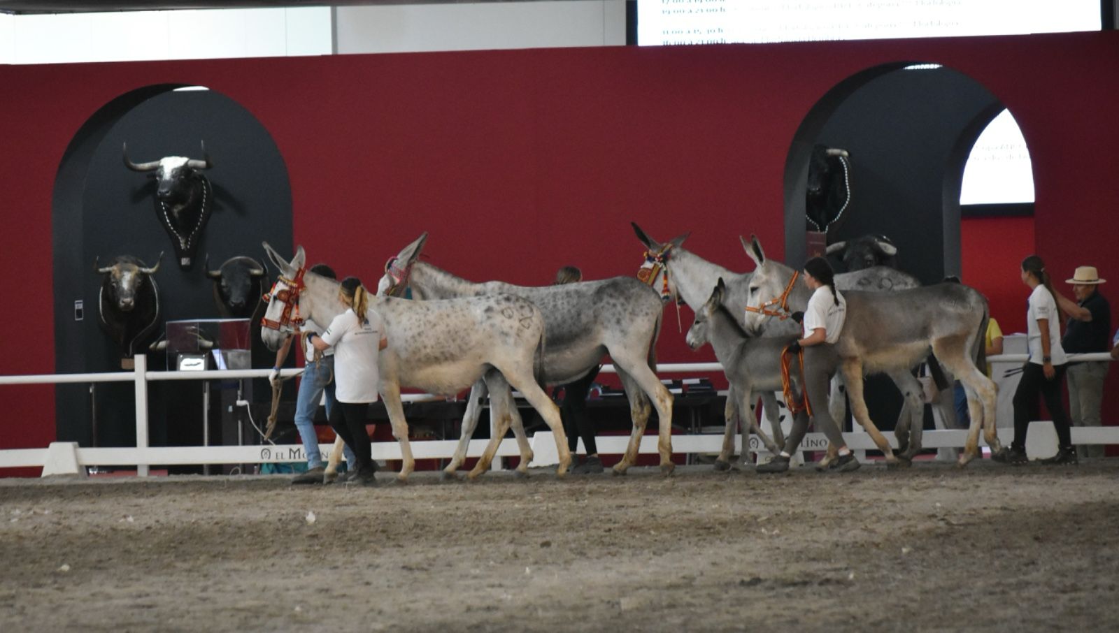 Image 5 of article El CENSYRA recibe un reconocimiento por su trabajo en el sector equino durante la celebración de la Feria del Toro y del Caballo 2025