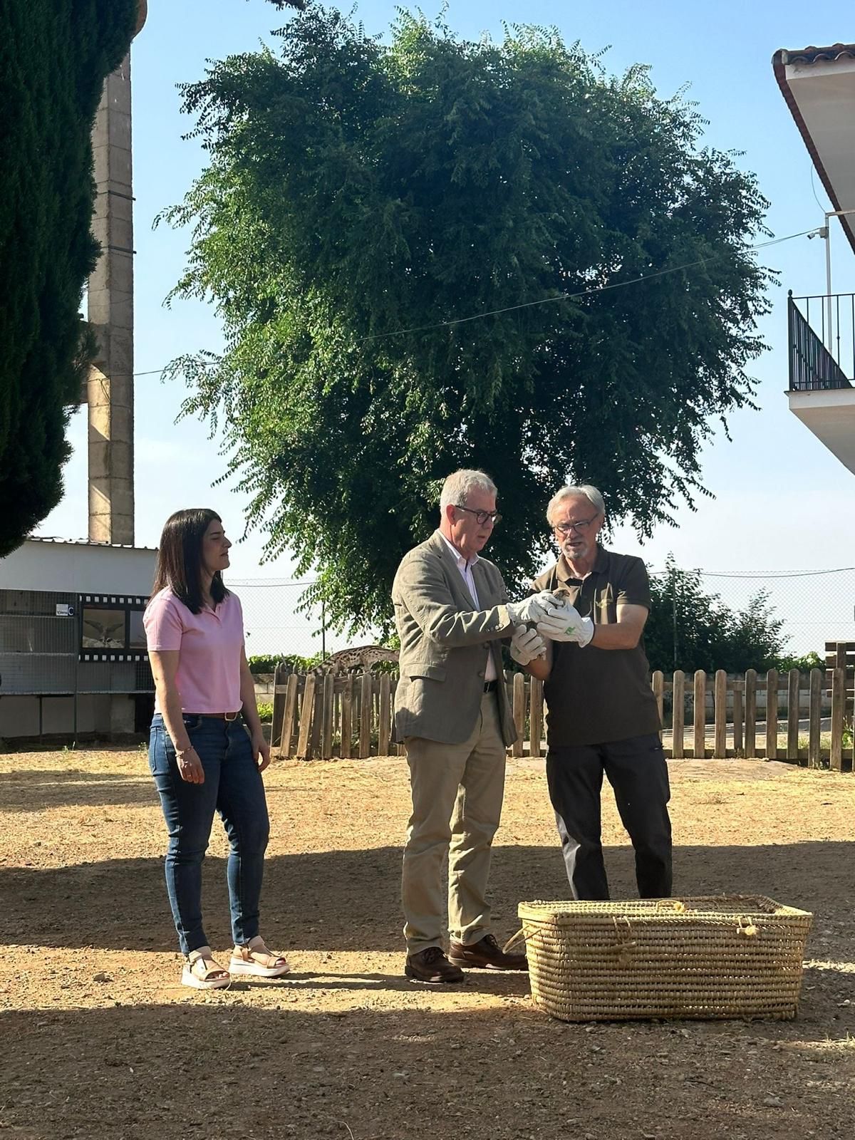 Image 6 of article La Junta participa en la suelta de un cernícalo primilla en el centro de cría de Defensa y Estudio del Medioambiente de Almendralejo