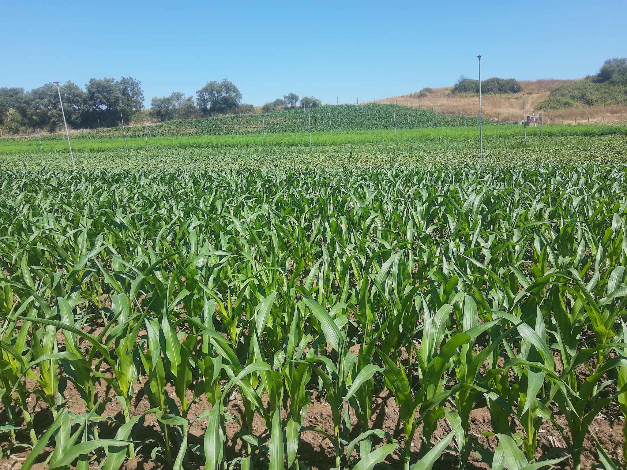 Imagen del artículo CICYTEX organiza una jornada de campo del cultivo del cáñamo y kenaf en la comarca del valle del Alagón