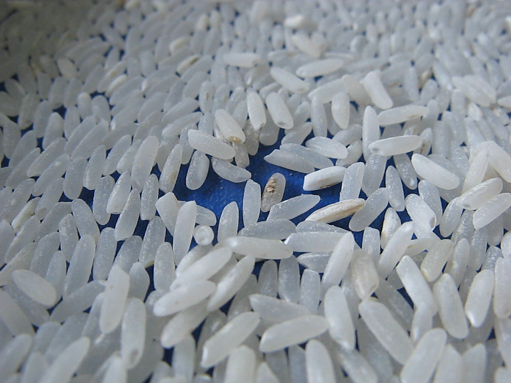 Pudenta en grano de arroz