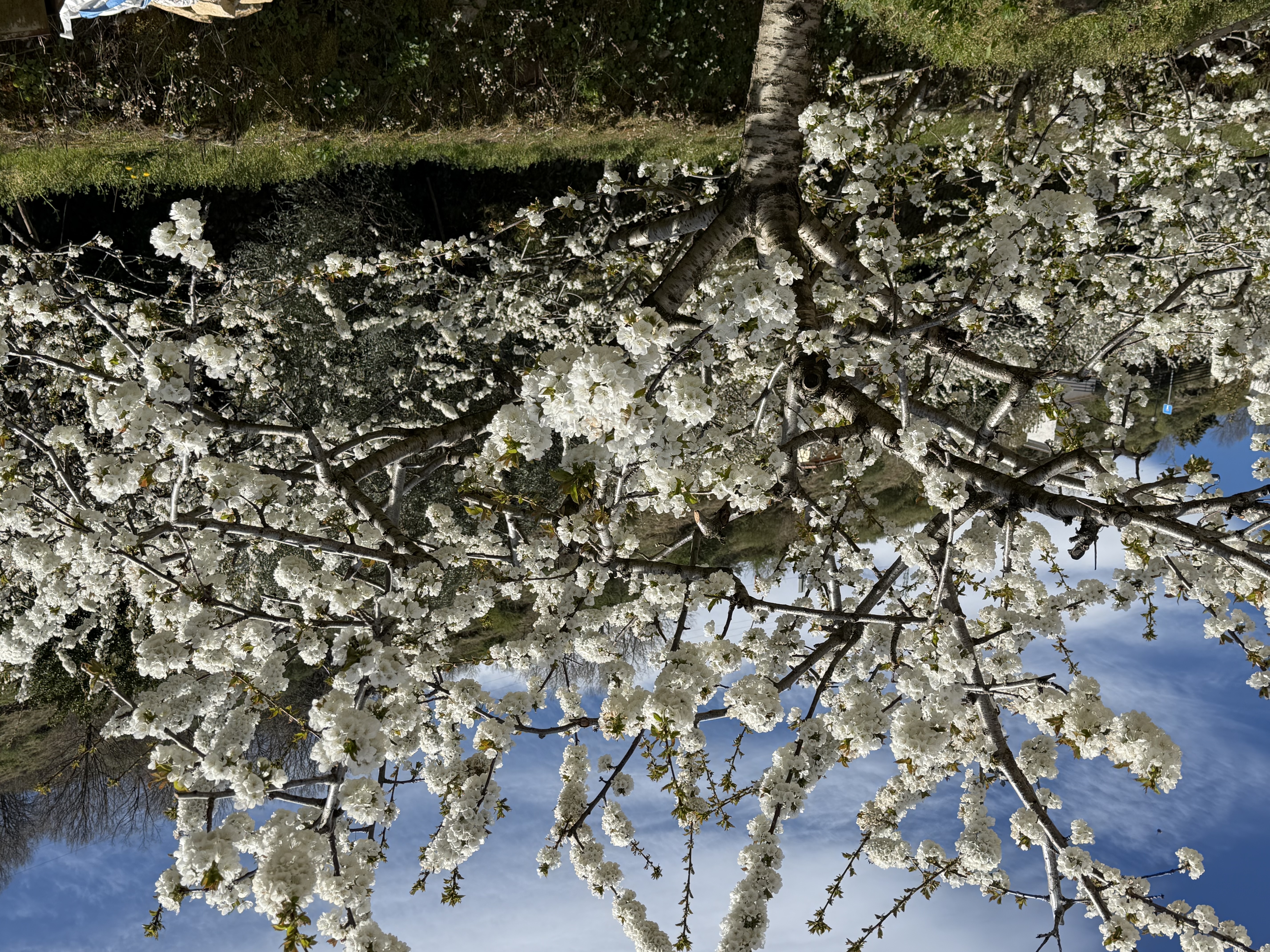 Cerezo en flor.