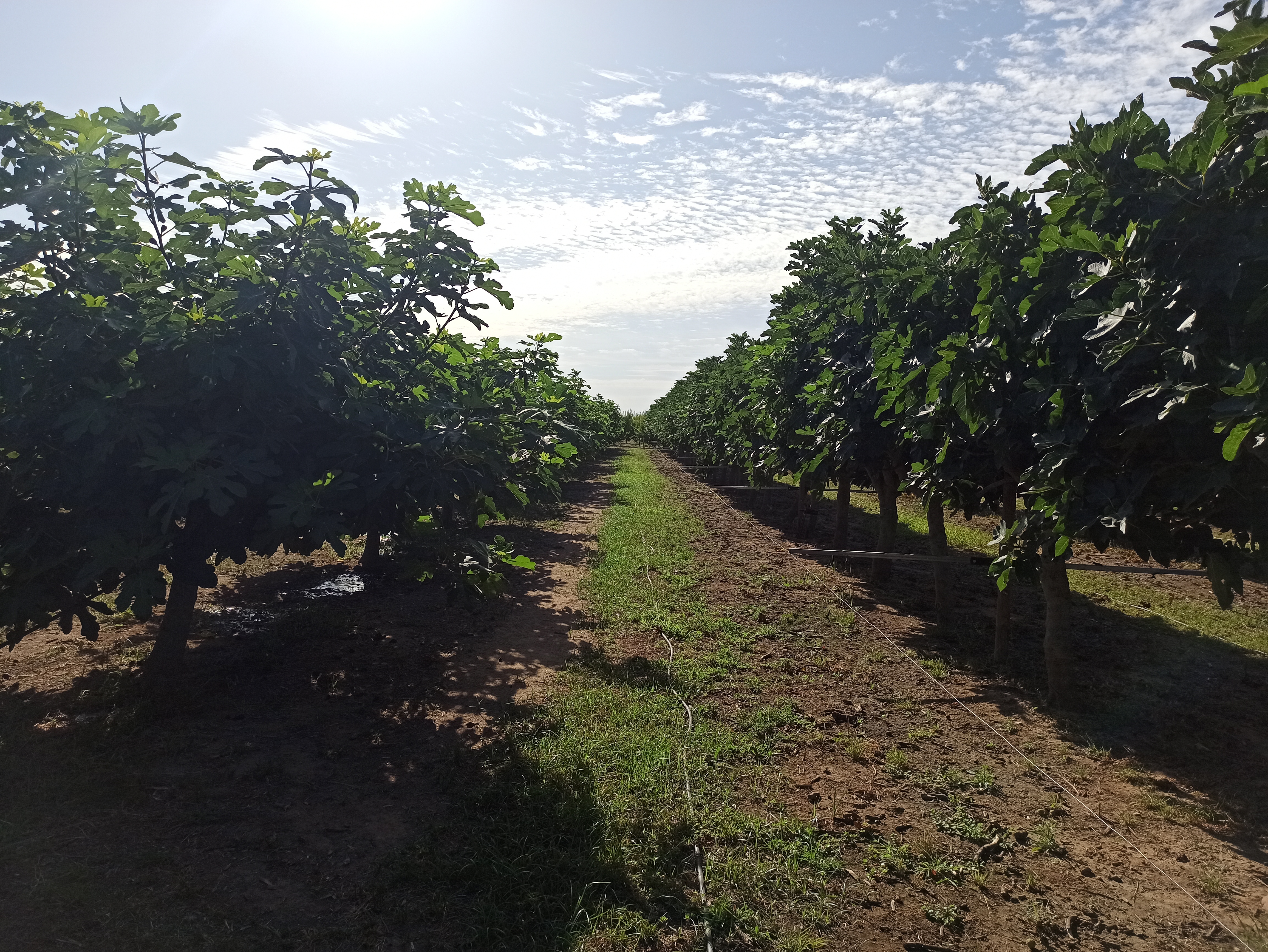 Imagen del artículo Una investigación de CICYTEX destaca el potencial del cultivo del higo en Extremadura