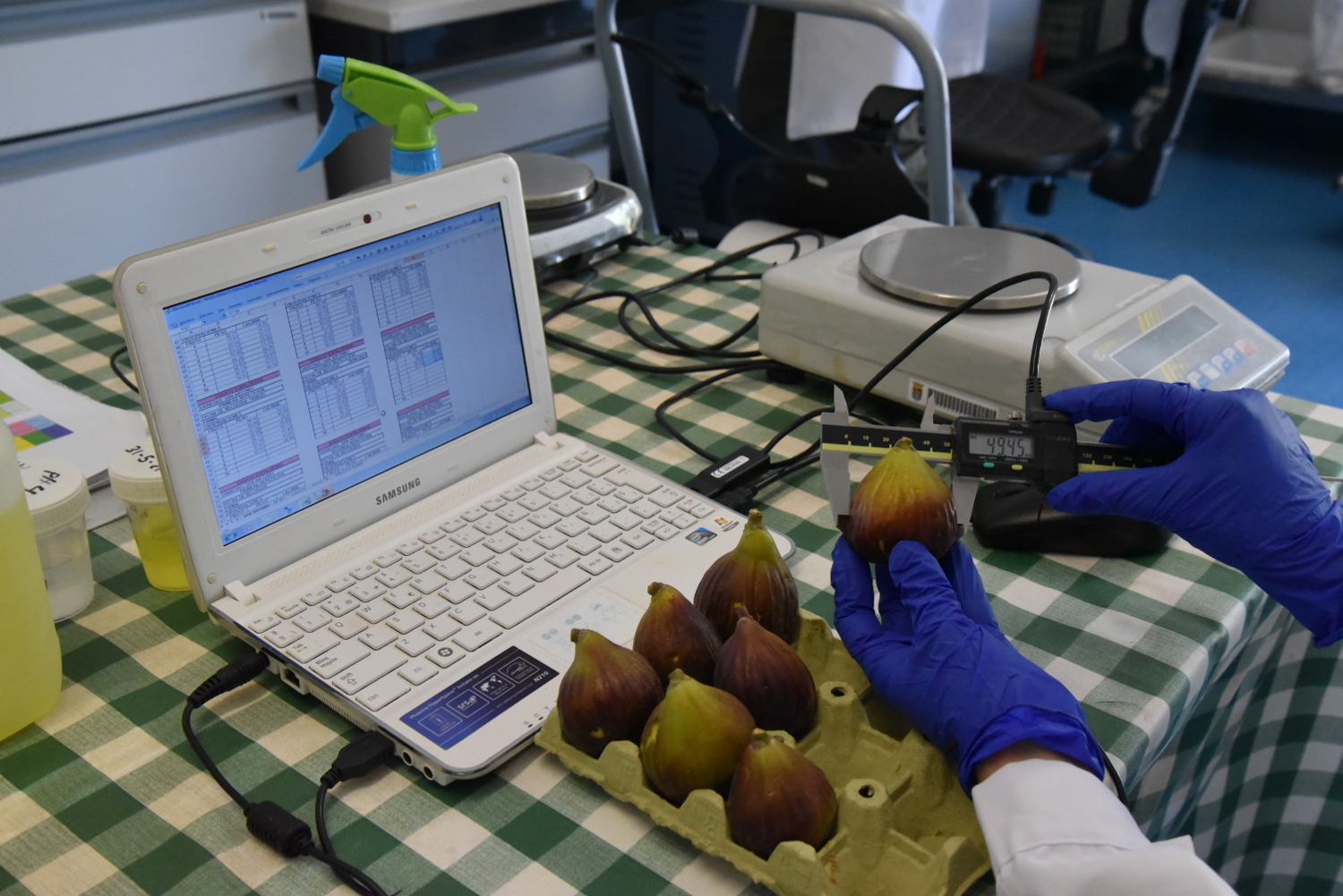 Image 2 of article Una investigación de CICYTEX destaca el potencial del cultivo del higo en Extremadura