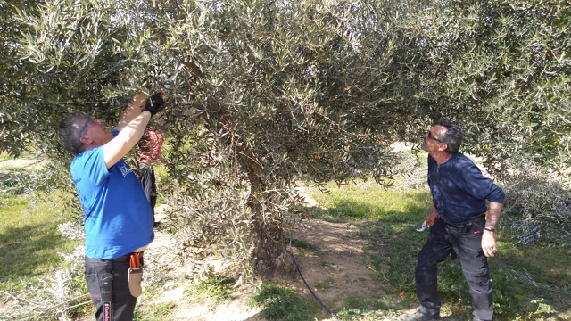 Imagen de poda de olivos