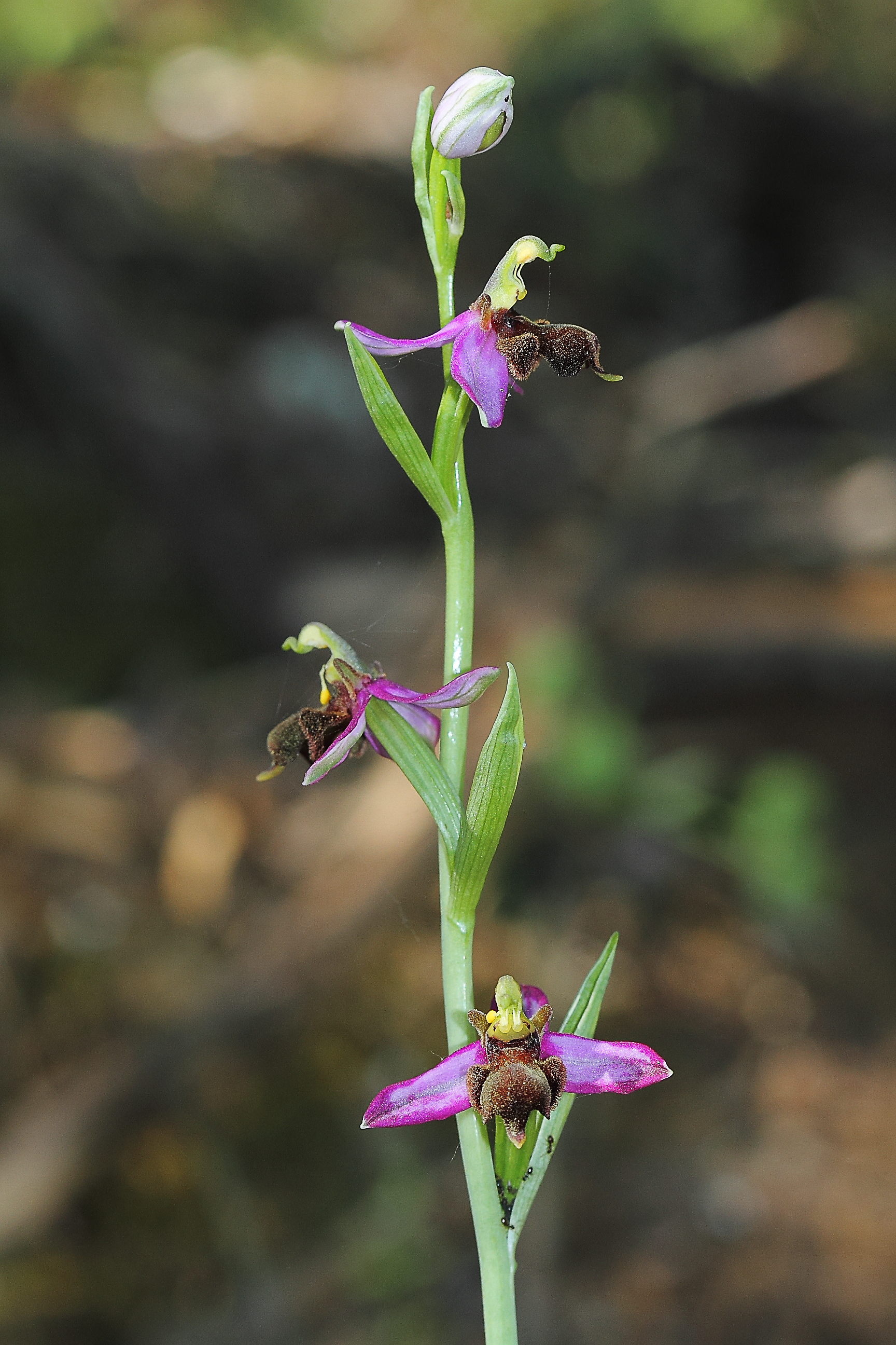 Imagen del artículo Extremadura pone en valor sus orquídeas silvestres como recurso turístico en primavera