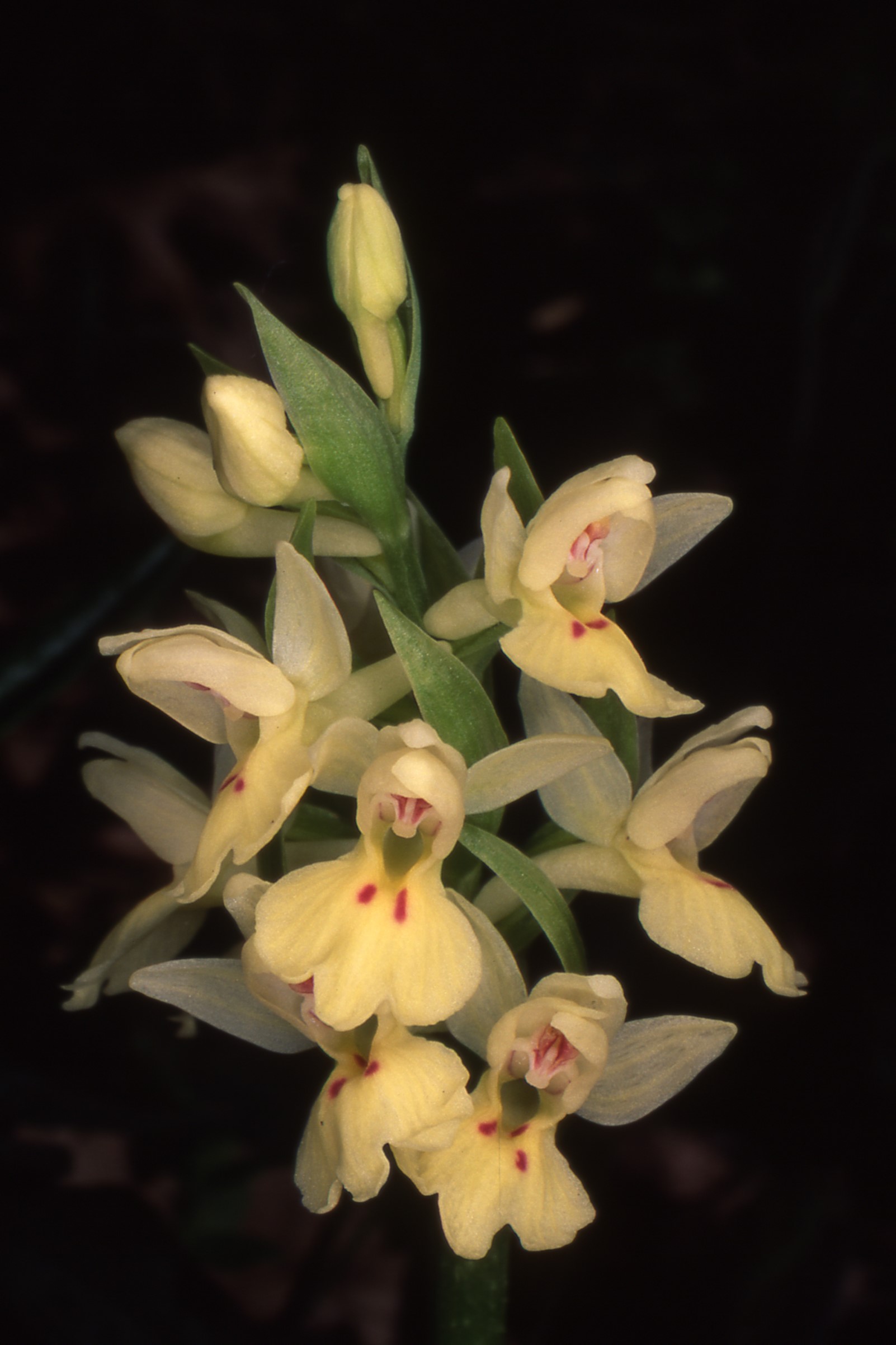 Image 1 of article Extremadura pone en valor sus orquídeas silvestres como recurso turístico en primavera