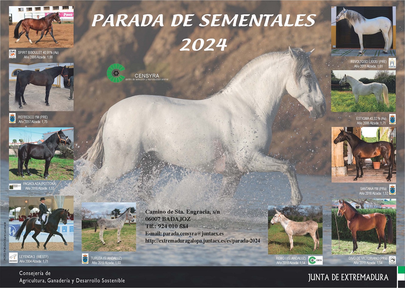 Imagen del artículo El CENSYRA amplía al 18 de junio la solicitud de dosis seminales de la parada de sementales que cuenta con 8 equinos y 2 garañones