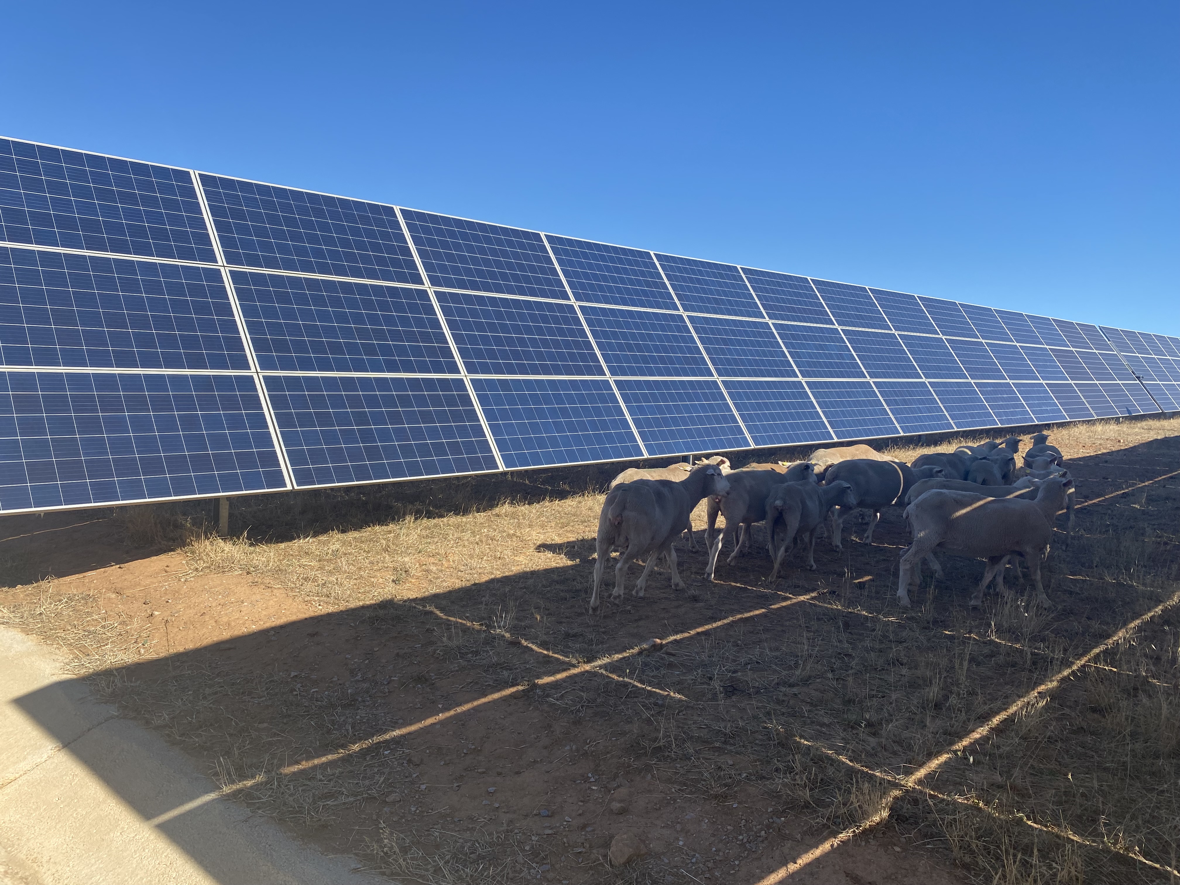 Imagen del artículo CICYTEX, ENEL y la explotación ganadera 'Los Rostros' desarrollan una experiencia piloto de gestión ganadera en plantas fotovoltaicas